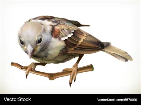 Sparrow Royalty Free Vector Image Vectorstock