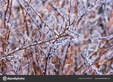 Naked Branches Bushes Trees Winter Note Shallow Depth Field Stock Photo VladimirNenezic