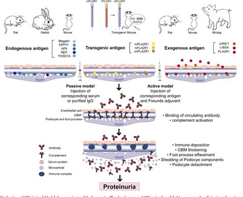 Figure From Experimental Models For Elderly Patients With Membranous