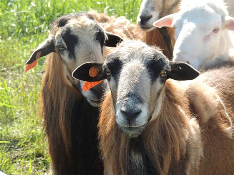 Small Ruminants — Virginia Cooperative Extension Virginia State