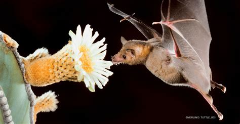 Not Just the Birds and Bees – 6 Fast Facts About Pollinating Bats - The