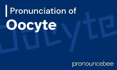 how to pronounce oocyte