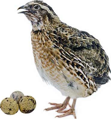 Quail Eggs