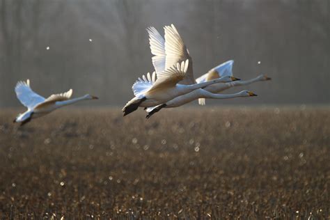 Free Images Wing Field Flight Fauna Birds Duck Goose