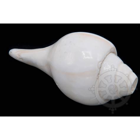 conch shell horn musical instrument  rituals art  nepal