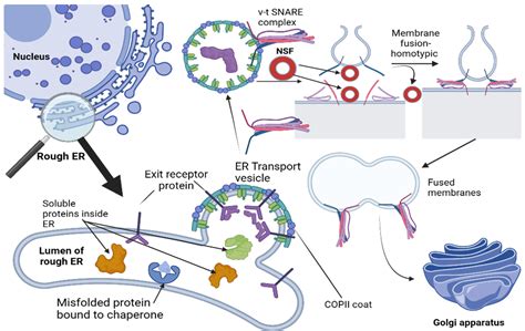 Appareil De Golgi 2