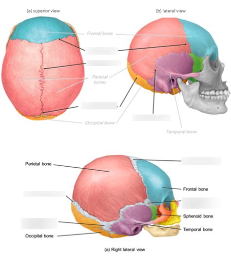 Anatomy Unit Skull Sutures And Fontanelles Hs Kin