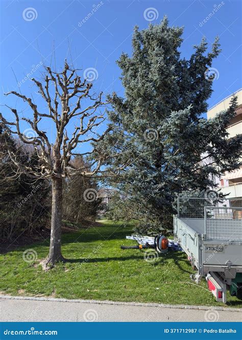 Evergreen Pruned Cone European Box Tree Bushes Stock Photo