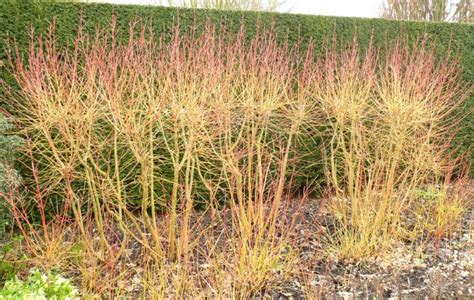 Cornus sanguinea ‘Midwinter Fire’ – Plants – Oak Leaf Gardening