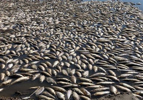 Mortandad De Peces Calor Bajante Y Contaminaci N Explican Los