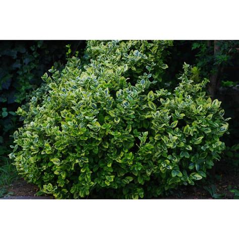 Online Orchards Gal Evergreen Wintercreeper Euonymus Shrub Evergreen