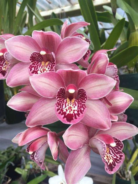 Topo 67 imagem como plantar orquídea cymbidium na terra br