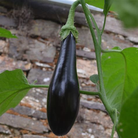 Organic Aubergine Long Purple – Tamar Organics