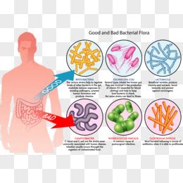 肠道图片素材 免费肠道PNG设计图片大全 图精灵