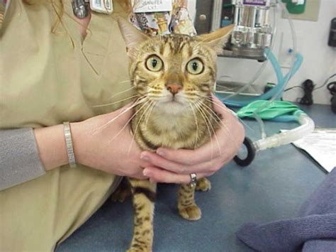 Exclusively Cats Veterinary Hospital Blog Sophias Story Whats In