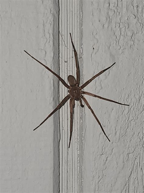 Help Me Id This Brown Spider Rspiders