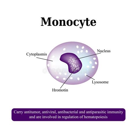 Monocyte Structure