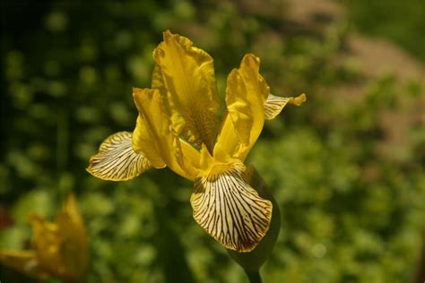 bearded iris