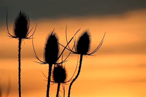 Free Images Landscape Tree Nature Branch Silhouette Sun Sunrise