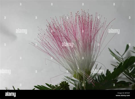 Pink Mimosa Flowers Stock Photo Alamy