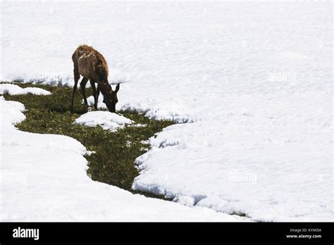 Deer Eating Grass Hi Res Stock Photography And Images Alamy