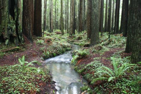 Redwood Forests Oregon Outdoor Redwood Forest Places To See