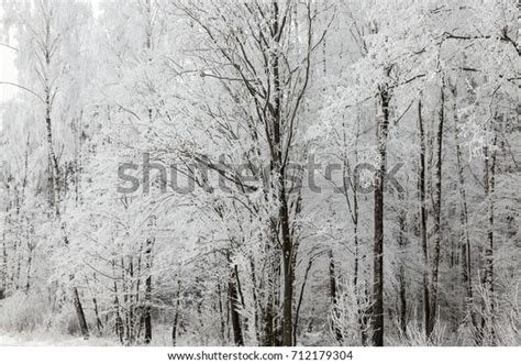Naked Frozen Branches Images Stock Photos D Objects Vectors Shutterstock