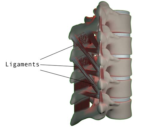 La colonne vertébrale comment ça fonctionne Corset DAUM