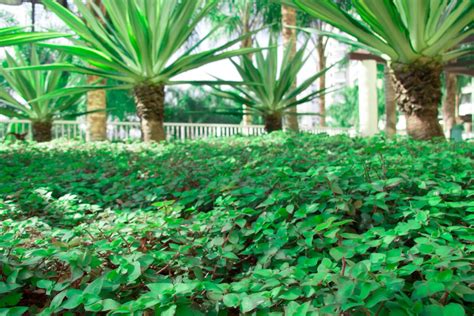 5 plantas de forração para cobrir e dar volume ao seu jardim veja