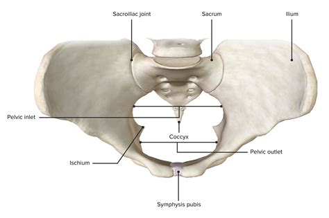 Pelvic Cavity Boundaries