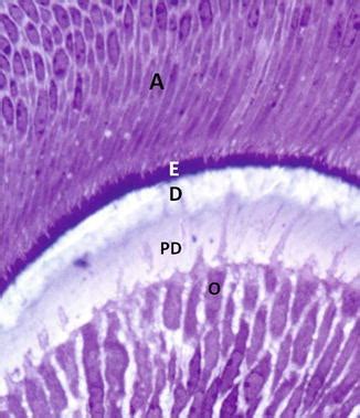 pulp anatomy  characterization  pulp cells pocket dentistry