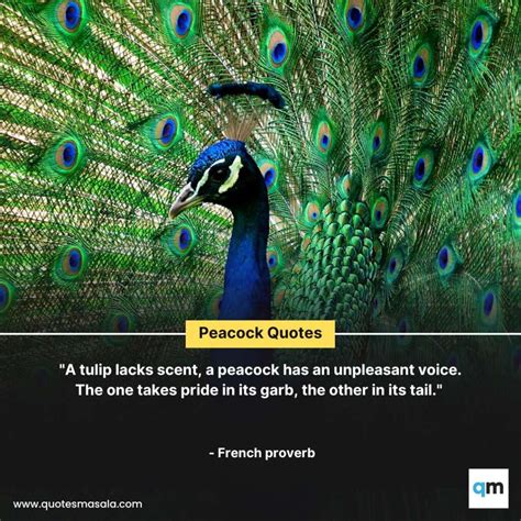 Peacock Quotes Brilliant Positive Peacock Quotes Quotesmasala