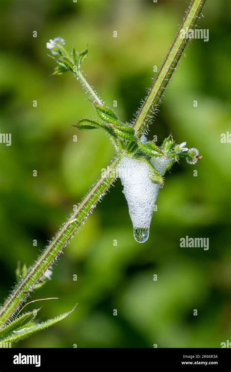 Froghopper life cycle hi-res stock photography and images - Alamy