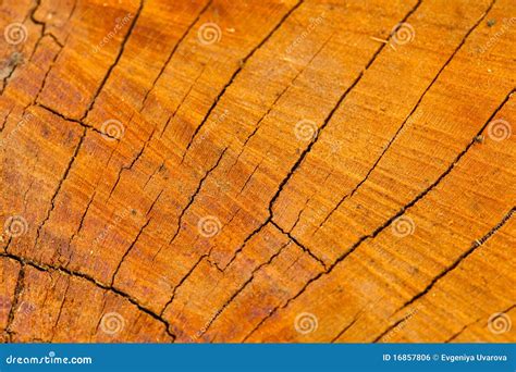 Texture Stump Stock Photo Image Of Nature Shape Trunk 16857806