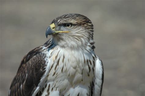 Ferruginous Hawk