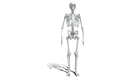 3D Human anatomy skeleton model - TurboSquid 2069431