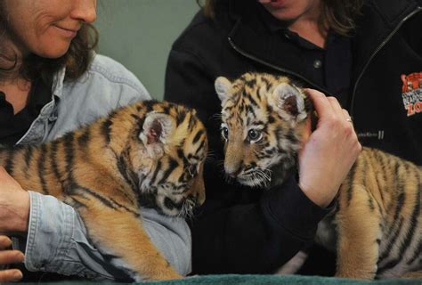 Baby tiger cubs get media showing at Beardsley Zoo