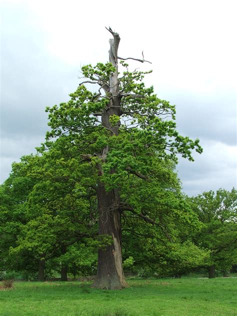 Woodland Wildlife Toolkit