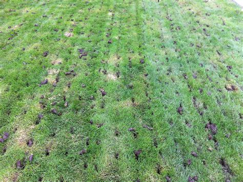 Core Aeration – Cloverdale Mowing
