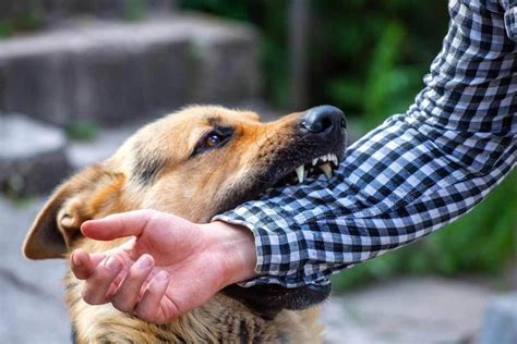 Top 18 warum beißt mein hund mir in hand 2022