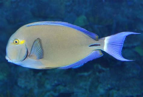 Acanthurus Blochii Coral Salvaje