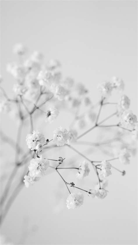 Gypsophila Photos, Download The BEST Free Gypsophila Stock Photos & HD ...