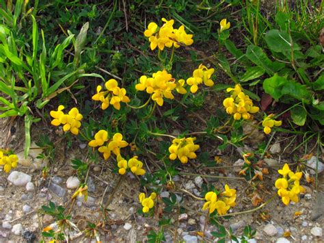 Birdsfoot Trefoil (Lotus Corniculatus) - Identification and Facts