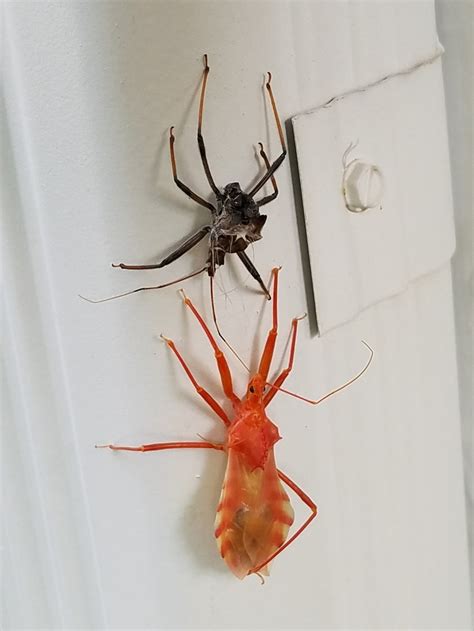 Arilus Cristatus ćwierkający łowca Owadów Świat
