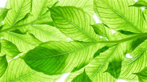 110 Konjac Tree In The Forest Stock Photos Pictures And Royalty Free