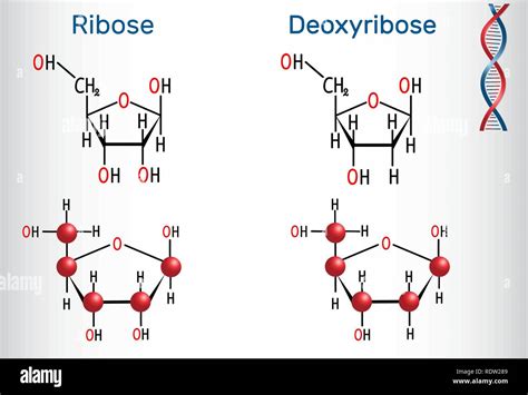 Ribose Vs Deoxyribose