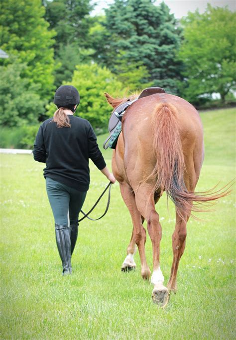 Unusual Hind Limb Gait Abnormalities – Vet Services Equine