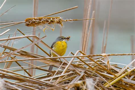 Grey Wagtail White Free Photo On Pixabay Pixabay