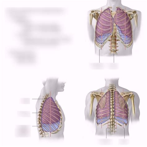 Costomediastinal Recess