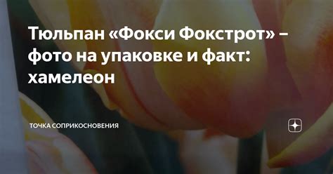 Тюльпан «Фокси Фокстрот» – фото на упаковке и факт: хамелеон | Точка ...